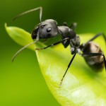hormiga-comiendo-una-hoja